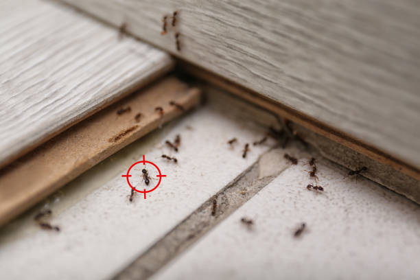 Professional Pest Control in Lynchburg, MS